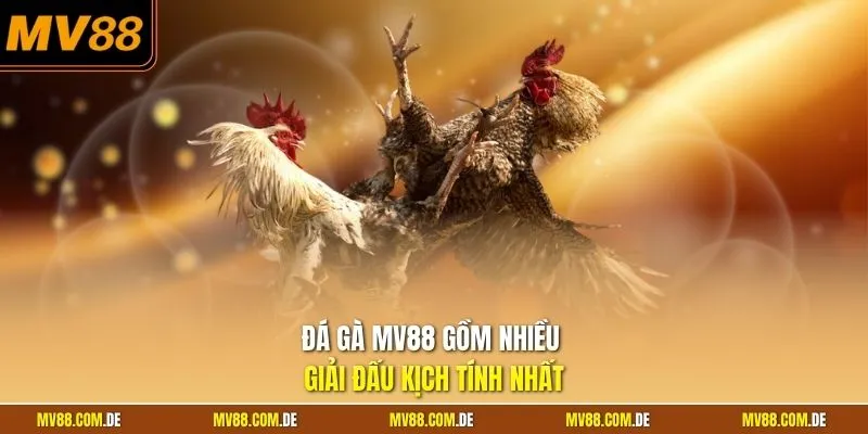 Đá gà MV88 gồm nhiều giải đấu kịch tính nhất